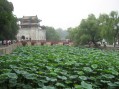 Lotus ponds at the Summer Palace